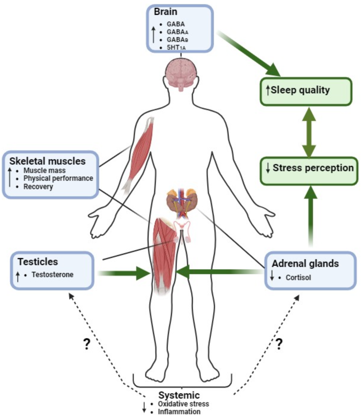 Ashwagandha for Stress Reduction and Sleep