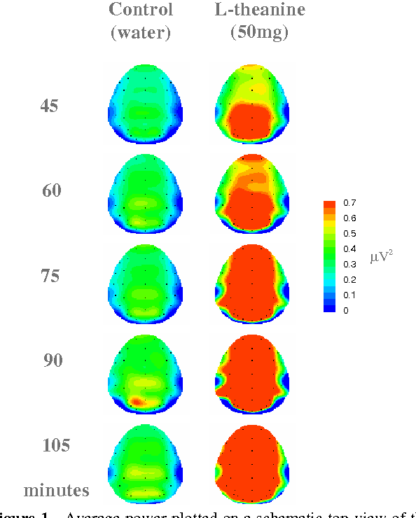 L-Theanine and Brain Waves for Relaxation