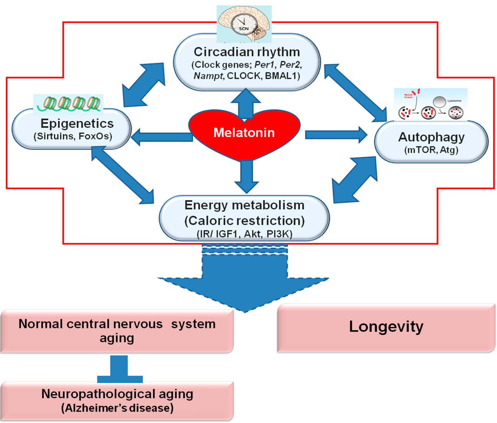 Melatonin and its Role in Sleep and Metabolism