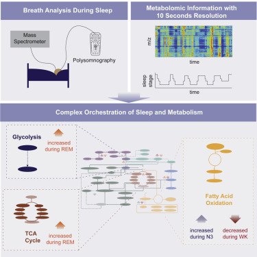 Metabolism During Deep Sleep