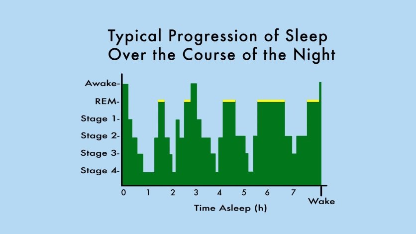 Sleep Stages and Weight Loss